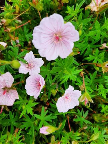 Geranium sanguineum 'Pink Summer'