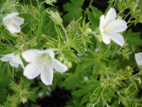 Geranium sylvaticum 'Album'