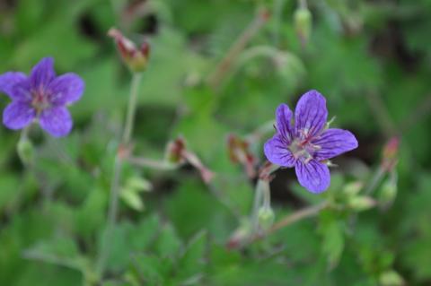 Geranium wlassovianum