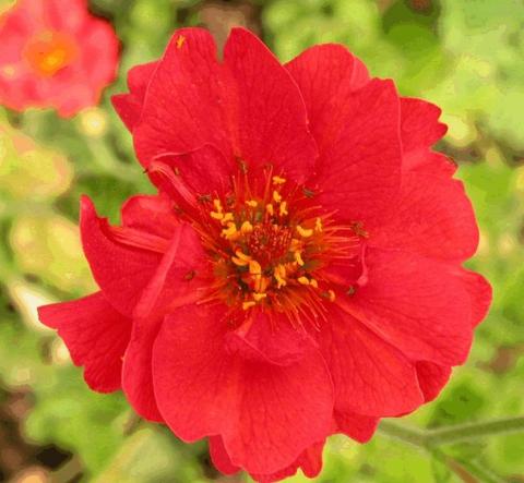 Geum chiloense 'Mrs. Bradshaw'