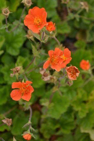 Geum coccineum 'Borisii'