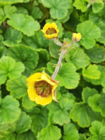 Geum coccineum 'Lemon Drops'