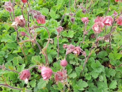 Geum hybride 'Bell Bank'