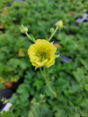 Geum hybride 'Banana Daiquiri' PBR