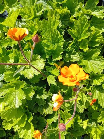Geum hybride 'Georgenberg'