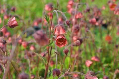 Geum rivale 'Leonard's Variety'