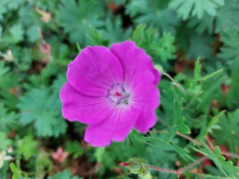 Geranium sanguineum 'New Hamphire Purple'