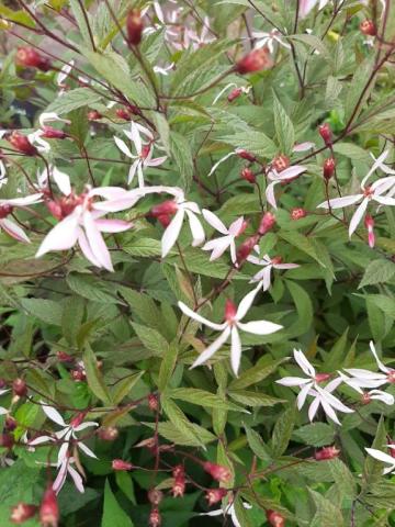 Gillenia trifoliata 'Pink Profusion'