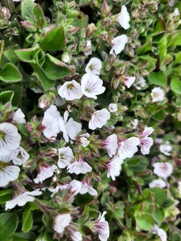 Gypsophila cerastioides