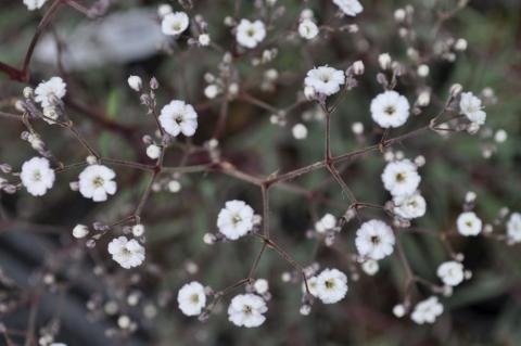 Gypsophila paniculata 'Bristol Fairy'