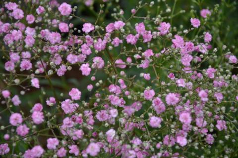 Gypsophila paniculata 'Flamingo'