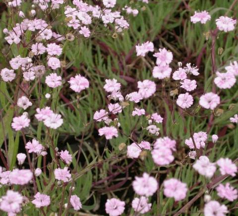 Gypsophila paniculata 'Pink Festival'