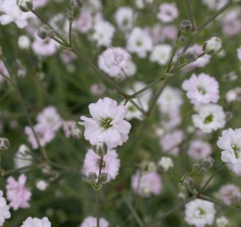 Gypsophila hybride 'Rosenschleier'