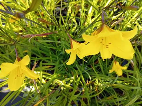 Hemerocallis hybride 'Corky'