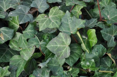 Hedera helix 'Hibernica' gestokt