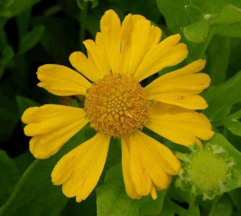 Helenium autumnule 'Pumilum Magnificum'