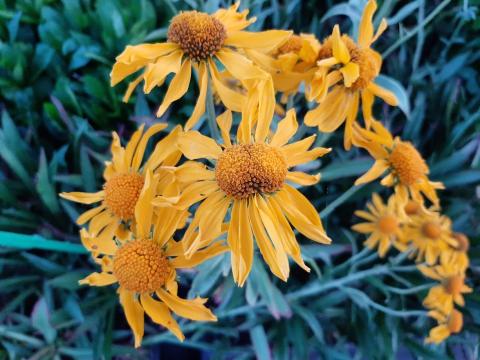 Helenium hoopesii