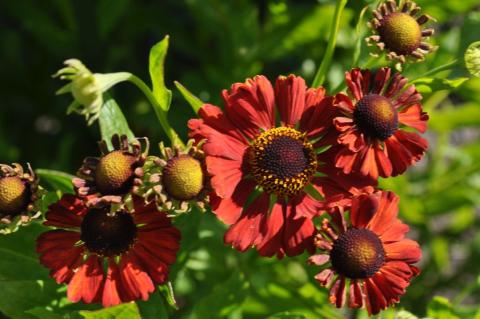 Helenium hybride 'Dunkle Pracht'