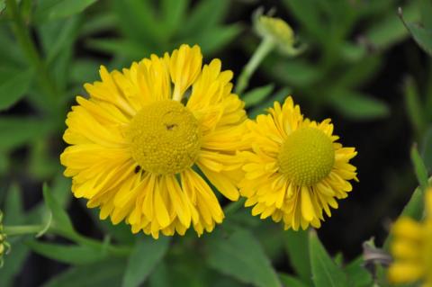 Helenium hybride 'Double Trouble' (PBR)