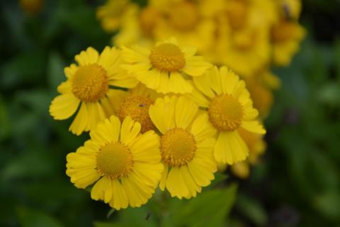 Helenium hybride 'Kanaria'