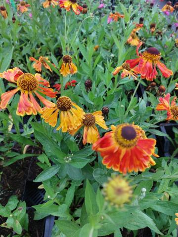 Helenium hybride 'Kupfersprudel'