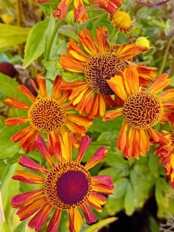 Helenium hybride 'Loysder Wieck'