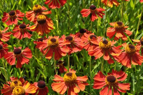 Helenium hybride 'Moerheim Beauty'