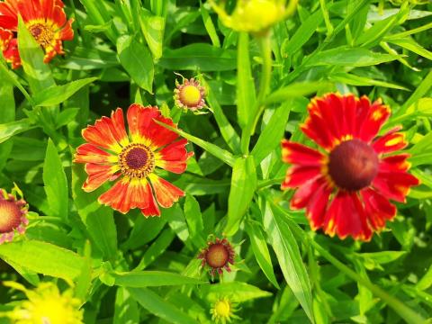 Helenium hybride 'Poncho'