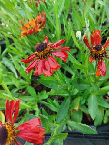 Helenium hybride 'Red Army'