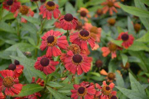 Helenium hybride 'Red Jewel'