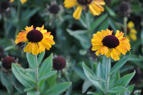 Helenium hybride 'Short and Sassy' (PBR)