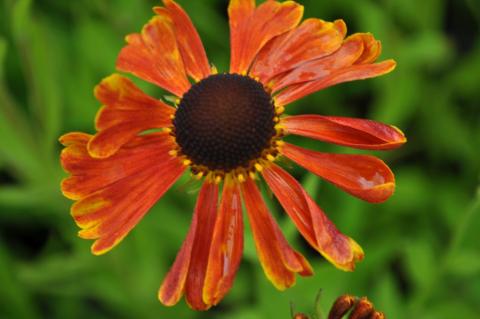 Helenium hybride 'Waltraut'