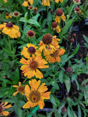 Helenium hybride 'Wyndley'