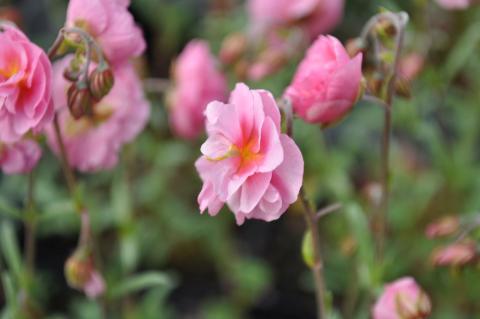 Helianthemum hybride 'Annabel'