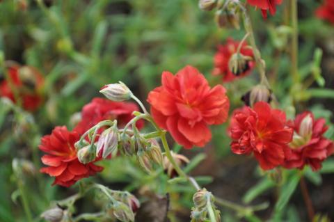 Helianthemum hybride 'Amabile Plenum'