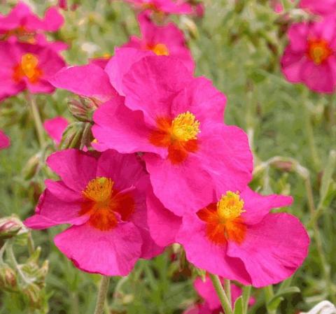 Helianthemum  'Ben Hope'