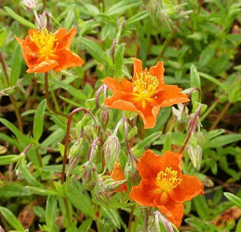 Helianthemum hybride 'Bronzeteppich'