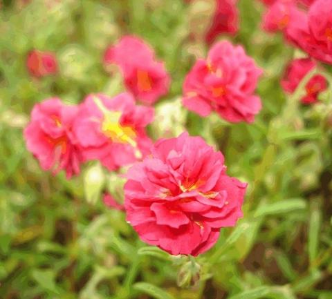 Helianthemum hybride 'Cerise Queen'