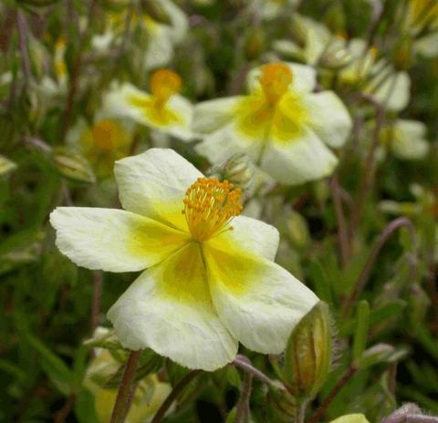 Helianthemum hybride 'Elfenbeinglanz'