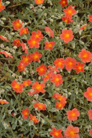 Helianthemum hybride 'Fire Dragon'