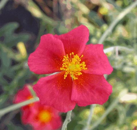 Helianthemum hybride 'Henflield Brillant'