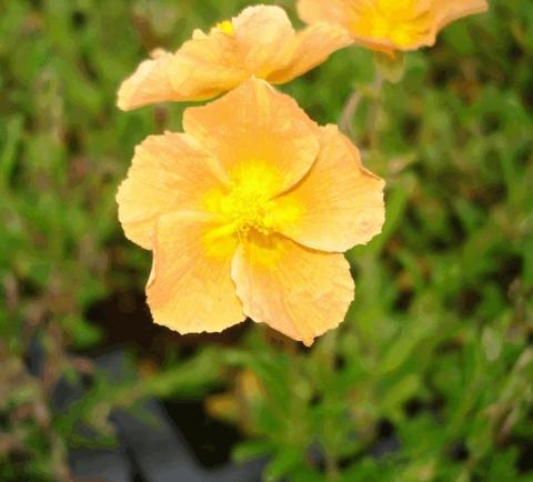 Helianthemum  'Honeymoon'