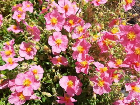 Helianthemum hybride 'Lawreson's Pink'