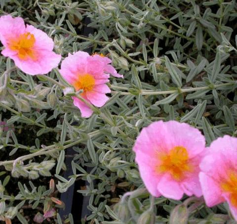 Helianthemum hybride 'Prima Donna'