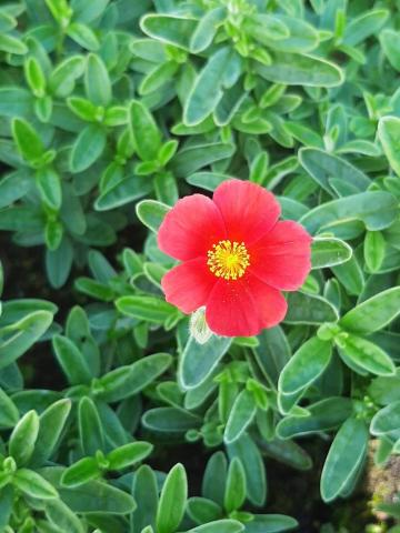 Helianthemum hybride 'Red Dragon'