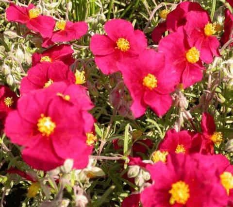 Helianthemum hybride 'Red Orient'