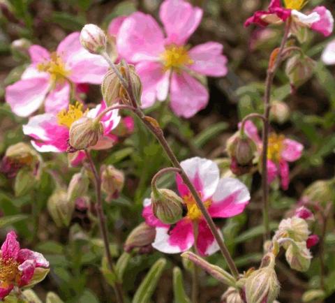 Helianthemum hybride 'Raspberry Ripple'