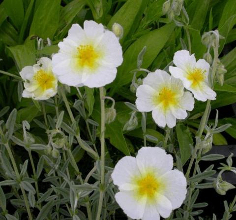 Helianthemum hybride 'The Bride'