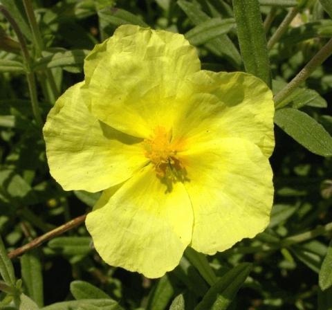 Helianthemum hybride 'Wisley Primrose'