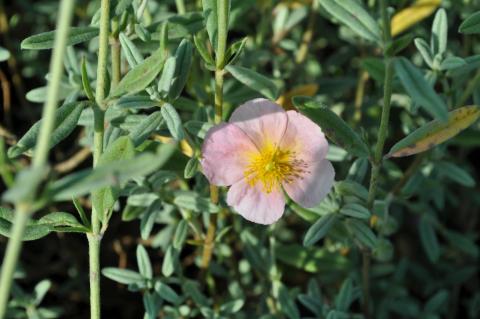 Helianthemum hybride 'Rhodanthe Carneum'